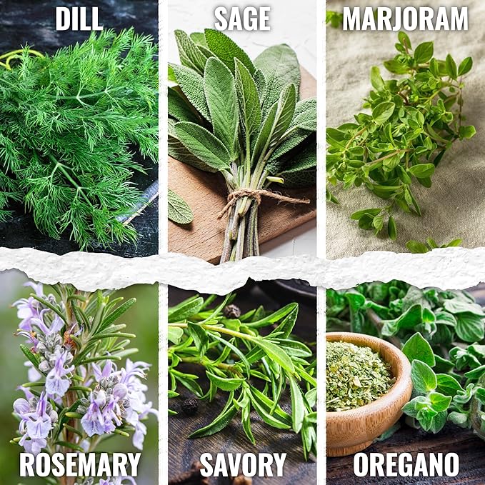 Seed Needs Herb Seeds Variety Pack Culinary Herb Collection (12 Individual Packets for Planting Indoors or Outdoors) Grow Your Own Herb Garden - Heirloom, Non-GMO