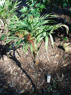 Chamaedorea elegans (Parlor Palm) – Live Indoor Palm Tree | Easy-Care Houseplant | Air-Purifying Tropical Plant (No Pot) (2, Small)