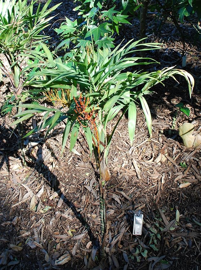 Chamaedorea elegans (Parlor Palm) – Live Indoor Palm Tree | Easy-Care Houseplant | Air-Purifying Tropical Plant (No Pot) (2, Medium)