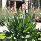 Chalily Canna 'Pink Erebus', a Great Live Pond Plant for Your Water Garden. Filters koi and Goldfish Ponds. Good for Bogs, Plant Shelf or Shallow Water This marginal Aquatic is a Real Beauty