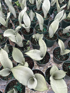 Moonshine Snake Plant – Sansevieria Moonshine – Rare Silvery Foliage – Easy Care Air Purifying Plant – Live Plant in 4” Pots