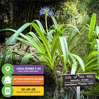 Agapanthus 'Lily of The Nile' Live Plant - Agapanthus africanus by Wellspring Gardens Starter Plant, Exotic-Looking Outdoor Live Plant, Full Sun Perennial, Ideal for Garden and Patio (2-Pack)