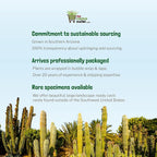 Cactus Outlet - Live Saguaro Cactus, Cactus Plants Live, Large Outdoor Live Cactus 1’ - Rare Large Live Cactus - Landscape Ready Large Cactus Plant Live Delivered Right to Your Door