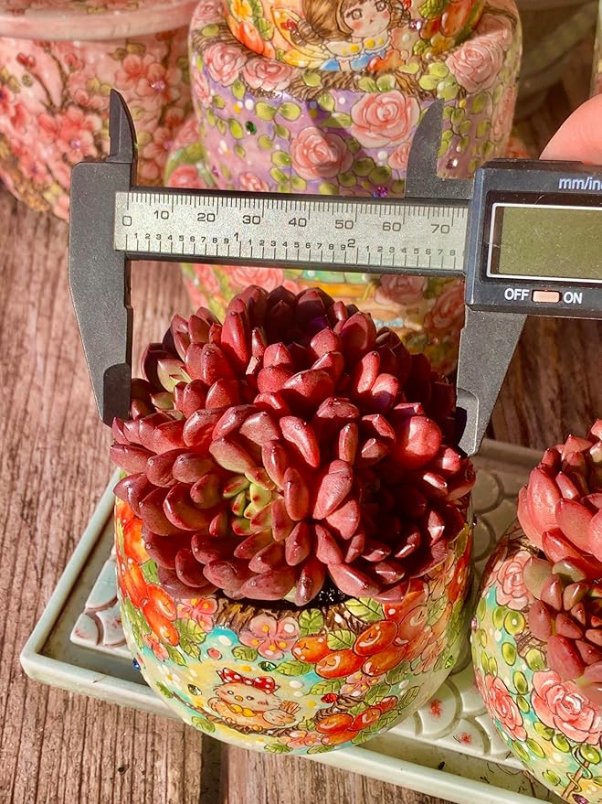 Echeveria Pink Rubby Succulent Kit - with Plastic Pot, 1 Head 2" Live Plant, Compressed Soil & Guide, for Garden Indoor Office Desk (1, Echeveria Pink Rubby)