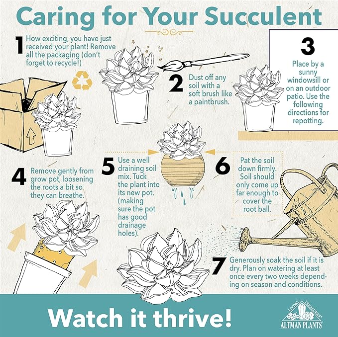 Live String of Pearls Succulent Plant Decor Hanging Basket, Real Succulents & Houseplants for Home or Office, Senecio Rowleyanus, Unique House Plants