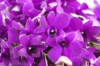 KaBloom PRIME ORVERNIGHT DELIVERY - Fall Collection - The Ultimate Purple Orchid Bouquet of 20 Purple Orchids .Gift for Birthday, Anniversary, Thank You, Valentine, Mother’s Day Fresh Flowers
