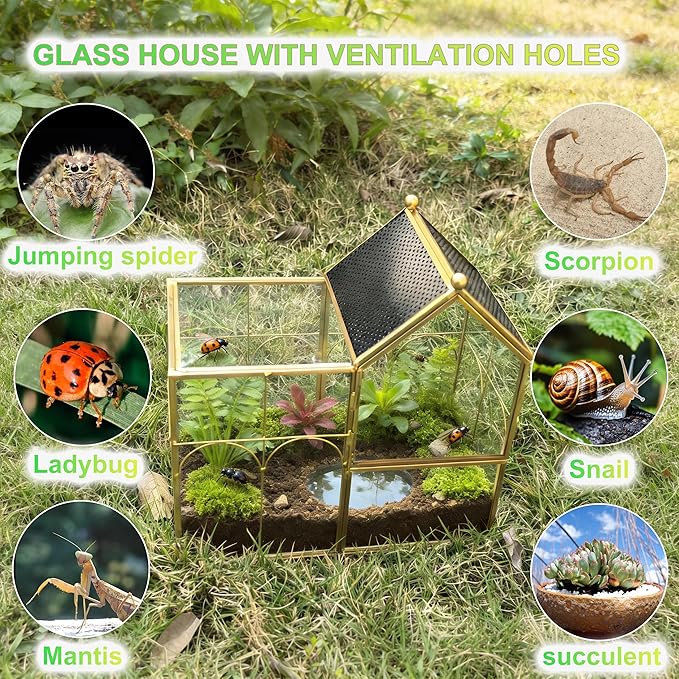 Ready-to-Use Glass Terrarium with Vents - 8.66"x4.72"x8.46" House-Shaped Jumping Spider Enclosure, Habitat for Praying Mantis, Snails, Insect or Succulent Plants - Home Garden Tabletop Decor
