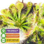 Spoonleaf Sundew Live Carnivorous Plant - Drosera Spathulata by Wellspring Gardens - Starter Plant - Live Potted Indoor Plant, Ideal for Home & Office Environments and Plant Enthusiasts