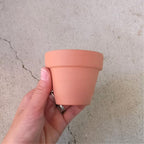Pleisopilos nelii cv. Royal Flush Purple Split Rock Succulent (2'' + Clay Pot)
