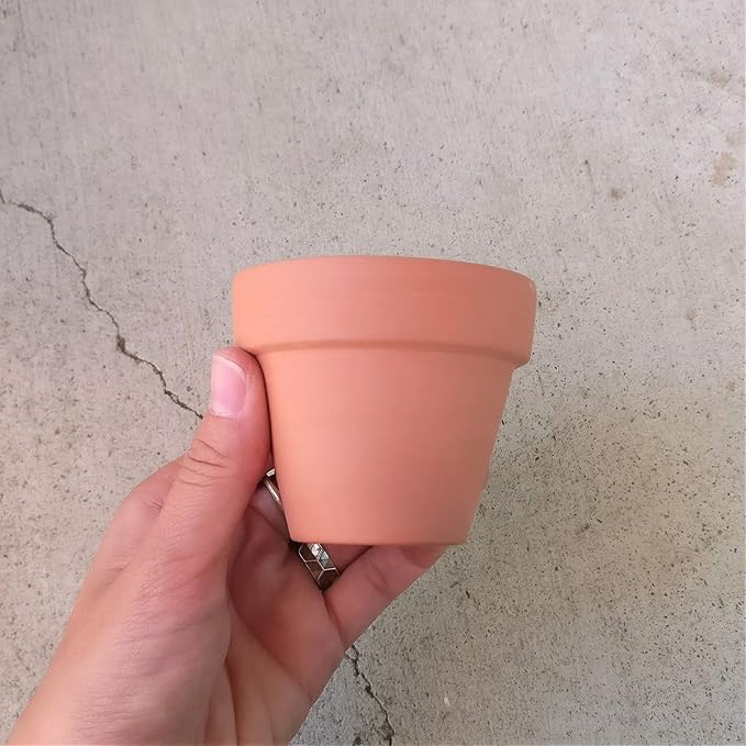 Pleisopilos nelii cv. Royal Flush Purple Split Rock Succulent (2'' + Clay Pot)