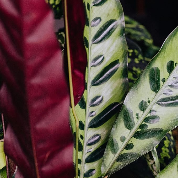 Plants for Pets Rattlesnake Plant Calathea (Lancifolia), Pet Friendly Prayer Decor in 6" White Pot, Live Houseplant Gift, Cat Safe, Decorative Desk House Plants by Plants for Pets
