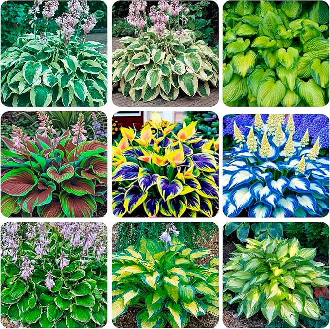 345+ USA PERMIUM Rare Hosta Seed for Planting Outdoors Garden Flowers Open Pollinated Non-GMO Heirloom