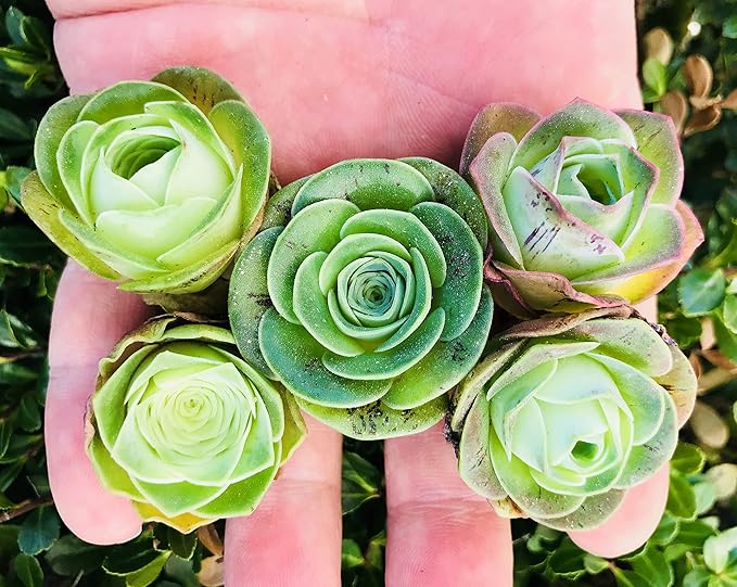 Two Greenovia Mix - Mountain Rose - Live Exotic Succulent Plant - Pack of 2 (Small)