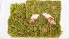 Snail Terrarium Kit with Climbing Accessories11.22 L x 7.87" W x 6" H Clear Small Animal House for Snails, Caterpillars& Small Critters – Includes 7" Climbing Wall and Substrate