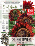 Seed Needs Red Sun Sunflower Seeds for Planting Burgundy Sunflowers - Heirloom & Open Pollinated Annual Flowering Plants to Grow a Butterfly Garden to Attract Pollinators (1 Pack)