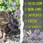 Seed Needs Catmint Seeds for Planting an Indoor/Outdoor Herb Garden - Non-GMO Heirloom & Untreated Herbal Plants - Great for Cats Nepeta mussinii (1 Pack)