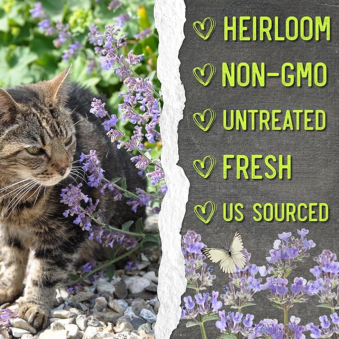 Seed Needs Catmint Seeds for Planting an Indoor/Outdoor Herb Garden - Non-GMO Heirloom & Untreated Herbal Plants - Great for Cats Nepeta mussinii (5 Packs)