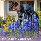 KVITER 75 Texas Bluebonnet Seeds (Lupinus Texensis) - Texas Lupine, Pollinator Friendly Wildflower, Non GMO Heirloom Seed - Annual Flower Seeds in Seed Packets for Outdoor Garden, Beds and Borders