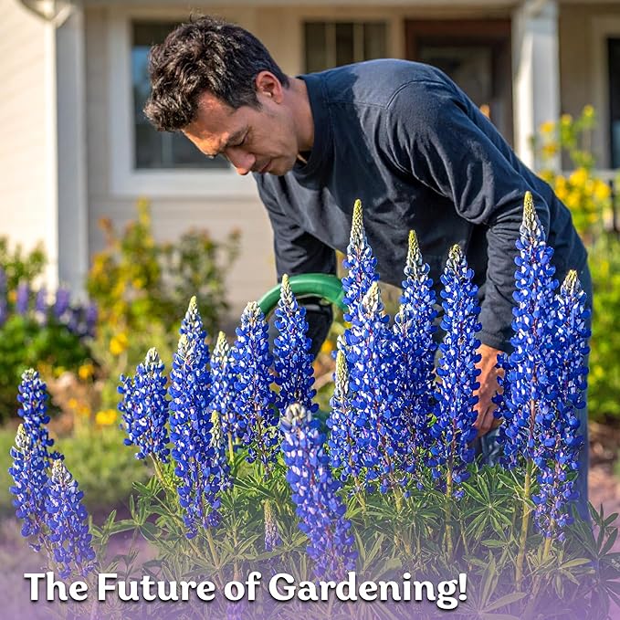 KVITER 75 Texas Bluebonnet Seeds (Lupinus Texensis) - Texas Lupine, Pollinator Friendly Wildflower, Non GMO Heirloom Seed - Annual Flower Seeds in Seed Packets for Outdoor Garden, Beds and Borders