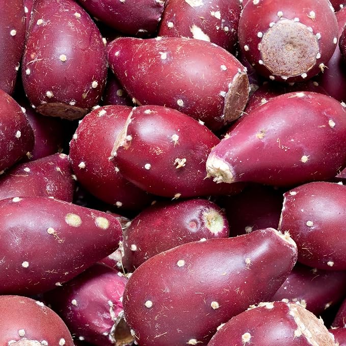 8 Months Old Purple Prickly Pear Cactus Plants Live Potted, 4-6 Inch Tall, Prickly Cactus Live Plant Indoor Outdoor Planting, Hardy Succulent for Home or Garden