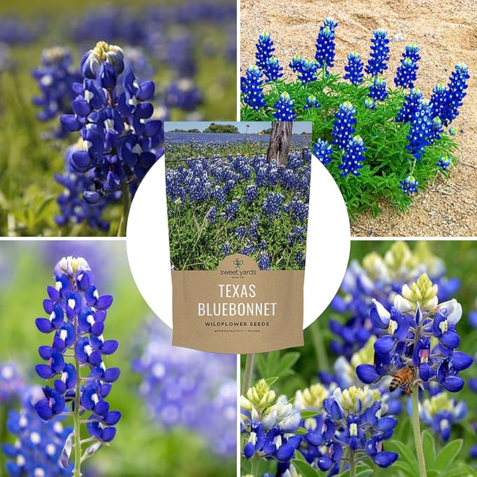 Bulk Texas Bluebonnet Wildflower Seeds - 5 Pounds - Over 80,000 Native Seeds - Texas State Flower!