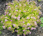 RedCrocus Goldmound Bumalda Spirea- Vibrant Deciduous Shrub for Garden Borders & Containers, Pollinator-Attracting, Easy Care, Full Sun to Partial Shade, Pet Safe, Fertilizer & Pruning Tip