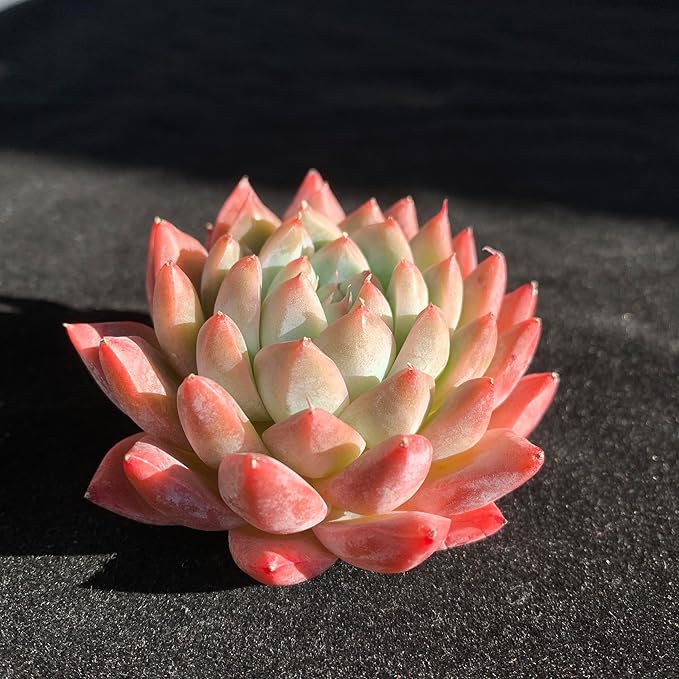 FWPP Succulents Plants Live Echeveria Beauty,Mini Succulents Red 3 inches Mini Succulents,Bare Root Without Pot,Succulent Plant Live Decoration Plant Gifts
