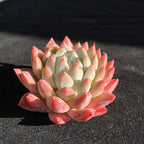 FWPP Succulents Plants Live Echeveria Beauty,Mini Succulents Red 3 inches Mini Succulents,Bare Root Without Pot,Succulent Plant Live Decoration Plant Gifts