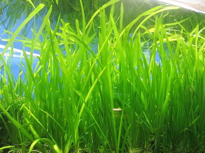 6 Jungle Val - Jungle Vallisneria Live Aquarium Freshwater Plants