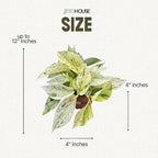 Snow White ICY Pothos - Live Plant Easy Care, Low Maintenance for Home Decor - Air Purification Houseplant