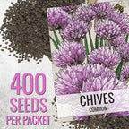 Seed Needs Italian Parsley & Chives Seeds for Planting Fresh Kitchen Herbs - Non-GMO Heirloom & Untreated Perennial Herb Seed to Plant a Culinary Garden Indoors or Outdoors (2 Pack Duo)