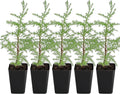 My Shelfie – Arizona Cypress Bonsai Starter Tree (Cupressus arizonica), 2-Inch Live Evergreen Plant for Indoor or Outdoor Bonsai Garden, Home & Living Room Décor (5)