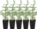 My Shelfie – Arizona Cypress Bonsai Starter Tree (Cupressus arizonica), 2-Inch Live Evergreen Plant for Indoor or Outdoor Bonsai Garden, Home & Living Room Décor (5)