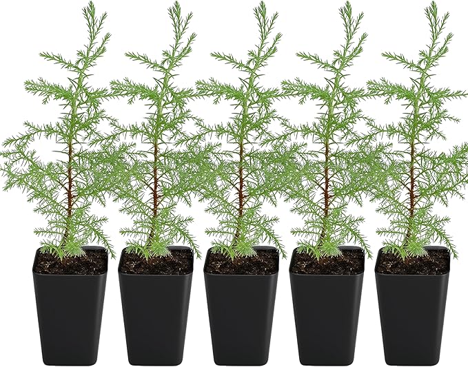 My Shelfie – Arizona Cypress Bonsai Starter Tree (Cupressus arizonica), 2-Inch Live Evergreen Plant for Indoor or Outdoor Bonsai Garden, Home & Living Room Décor (5)