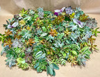 25 Assorted Live Succulent Cuttings, No 2 Succulents Alike, Great for Terrariums, Mini Gardens, and as Starter Plants. Live Succulents Plants for DIY Projects and Home Decor (25, Small)