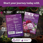 KVITER 5000 Mix Sweet William Seeds for Planting (Dianthus barbatus) – Organic & Heirloom Seed, Clove-Scented Blooms, Drought Tolerant – Perennial Flower Seeds to Plant Outside & Inside