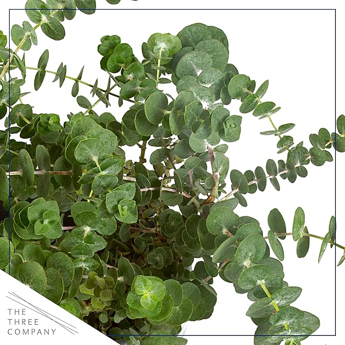Live Aromatic and Healthy Herb - Eucalyptus, Improves Air Quality, Wrapped in Deco Cover, 14" Tall by 6" Wide in 1.25 Quart Pot