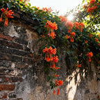 Flame Vine Plant Seeds, 100+ Climing Firecracker Vine Seeds Attracts Pollinators, Heirloom Pyrostegia Venusta Flower Seed for Garden Home Outdoor