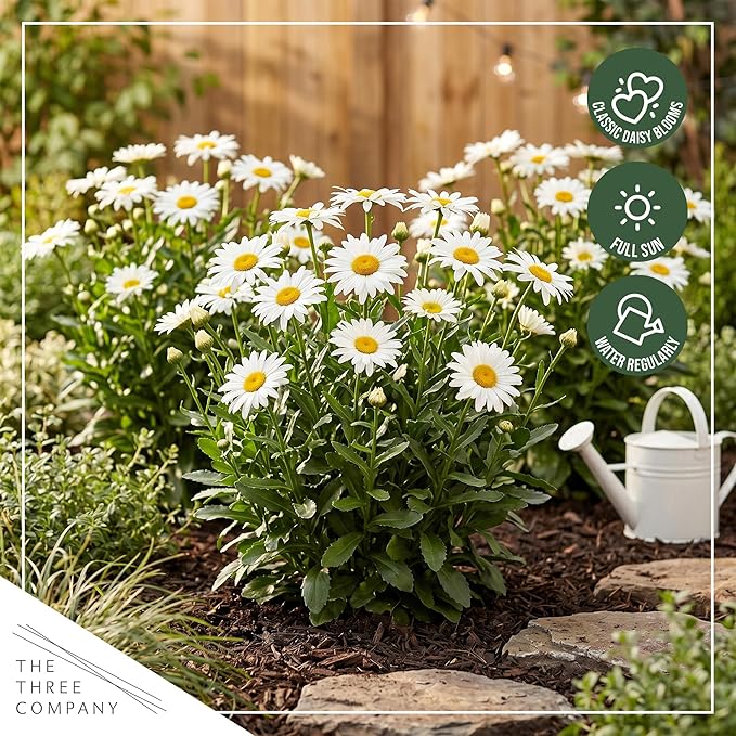 Shasta Daisy - Live Flowering Perennial (2 Per Pack), Blooms Spring and Summer, 10" Tall by 4" Wide in 1.6 Pt Pot
