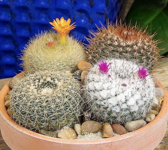 Altman Plants, Assorted Cactus Plants Live Cactus Decor (12PK), Cactus Plant Live Succulents Plants Live in Cactus Soil Potting Mix, Live Cacti Plants Live Succulent Plants Live Plants in Cactus Pot