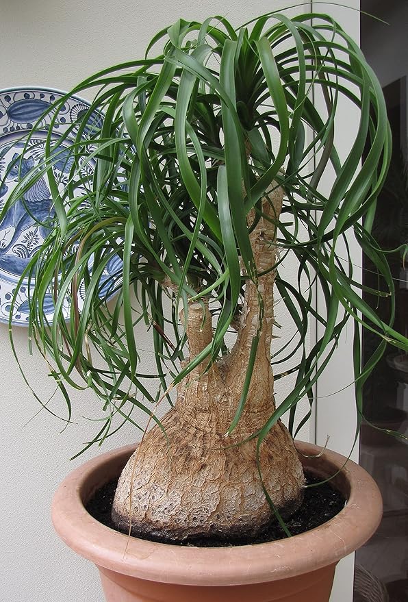 Seeds Ponytail Palm/Elephant Foot Tree/Indoor/Perennial Tree