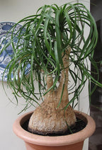 Seeds Ponytail Palm/Elephant Foot Tree/Indoor/Perennial Tree