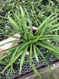 Solid Green Spider Plant - Large Size - Air-Purifying, Low Maintenance, Thrives in Home & Office - Perfect for Plant Enthusiasts - Live Houseplant in Potting Soil