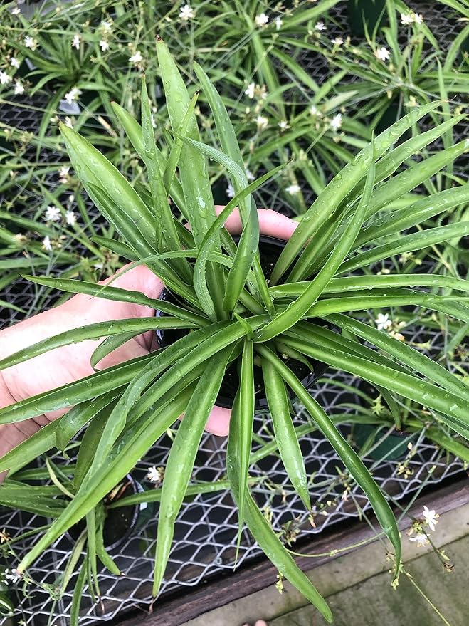Solid Green Spider Plant - Large Size - Air-Purifying, Low Maintenance, Thrives in Home & Office - Perfect for Plant Enthusiasts - Live Houseplant in Potting Soil