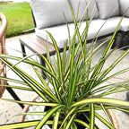 Dracaena Marginata Sunray, Air Purifying Easy Houseplant Decor in 6" White Pot, Dracaena Corn Stalk, Live Botanical Gift, Indoor Dragon Tree, Real Plants & Decorative Plants by Plants for Pets