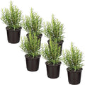 Live Aromatic and Edible Herb - Rosemary (6 Per Pack), Naturally Improves Breathing and Air Quality, 8" Tall by 3" Wide