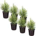 Live Aromatic and Edible Herb - Rosemary (6 Per Pack), Naturally Improves Breathing and Air Quality, 8" Tall by 3" Wide