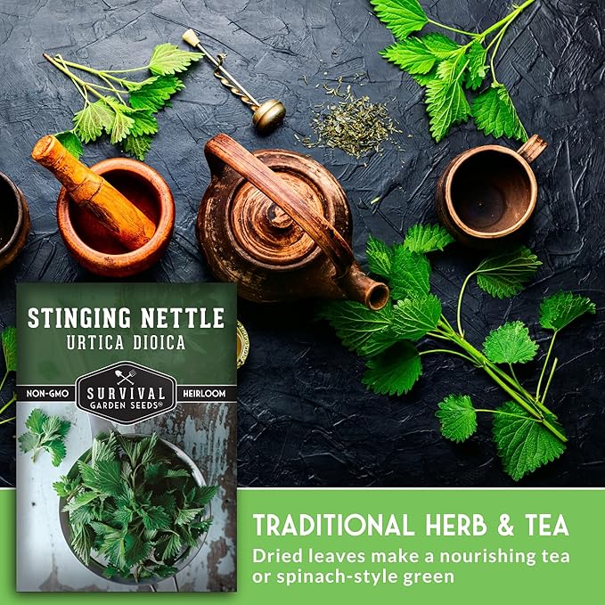 Stinging Nettle Seeds for Planting - Urtica Dioica Medicinal Herb & Edible Perennial - Common Nettle for Tea, Cooking & Wellness - Heirloom Non-GMO - Survival Garden Seeds (5 Packs)