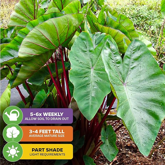 Hawaiian Punch Elephant Ear Live Plant - Colocasia by Wellspring Gardens - Tropical Foliage, Indoor/Outdoor Decorative Plant, Easy to Grow, Vibrant Green Leaves, Starter Plant