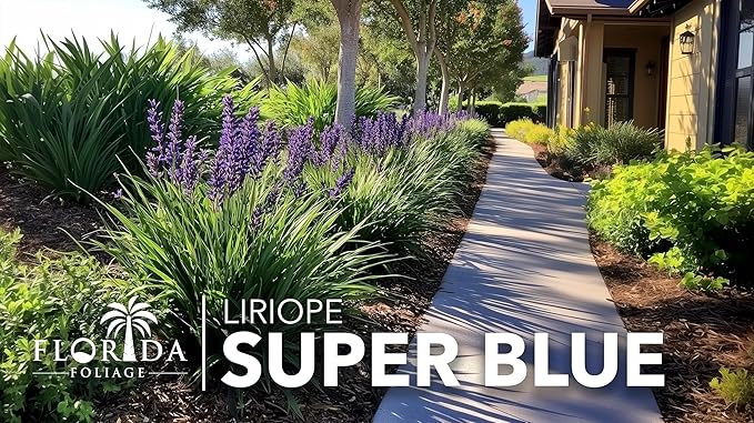 Super Blue Liriope Muscari - 3 Live Plants - Evergreen Ground Cover Grass